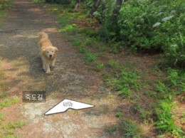 Дружелюбный пес из Южной Кореи прославился благодаря Google Street View