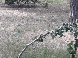 Посетителям Николаевского зоопарка представили новый вольер с полосатыми гиенами