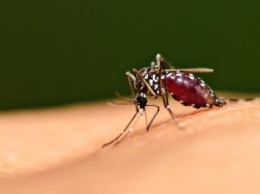 За последние 15 лет ВОЗ удалось предотвратить около 700 млн заражений малярией
