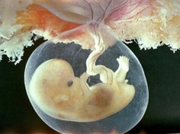 Британские ученые попросили разрешения модифицировать гены эмбрионов человека