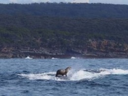 Австралия: Круизный лайнер «Горбатый кит» берет на борт только тюленей