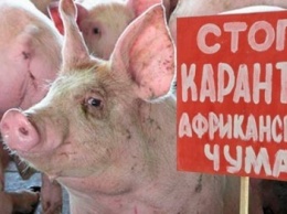 В Запорожской области сняли карантин по африканской чуме свиней