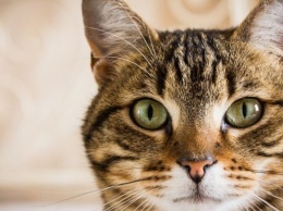 Ученые рассказали, как проходило одомашнивание кошек