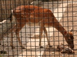 В одесском зоопарке - новое пополнение: мартышка, лани и скунсы