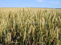 На Херсонщине арестовано поле озимой пшеницы стоимостью почти миллион
