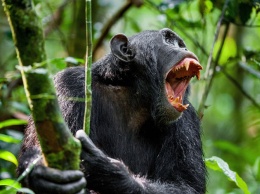 В лесах Уганды обнаружена группа шимпанзе-убийц