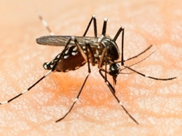 Ученые определили любимую группу крови комаров