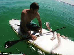 Серфингист задумал спасти раненого кальмара - тот решил плыть на его доске