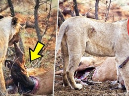 Львица ела жертву, но обнаружила, что та была беременной. Невероятная реакция!