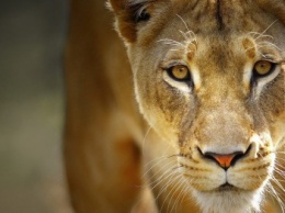В крымский зоопарк привезут львицу, которая покусала подростка в Саратовской области