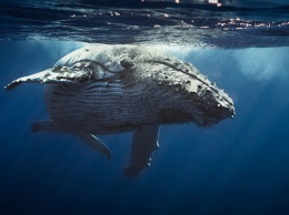 Биологи ответили, сколько в океане китовой мочи