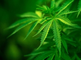 В Польше легализовали использование марихуаны в медицинских целях
