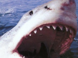 В Испании трехметровая акула выплыла на берег и напугала отдыхающих