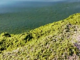 Азовское море на запорожском курорте превратилось в болото