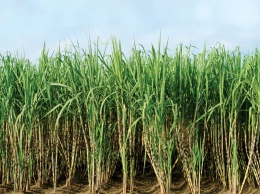 Дагестанские агрономы собрали просто колоссальный урожай риса