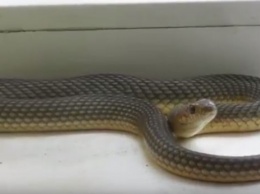 Запорожанка застала на своем подоконнике огромную змею (Видео)