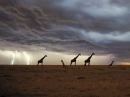 Зоологи ответили, как часто жирафы погибают от удара молнии