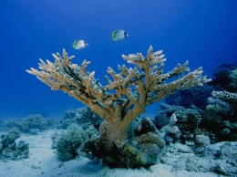 Ученые надеются с помощью кораллов найти лекарство от рака