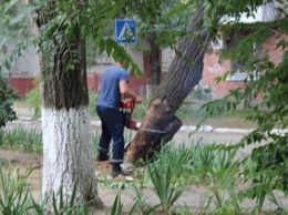 Херсонские деревья получат новое предназначение