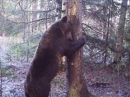 Медведь-танцор на Урале нашел себе подругу