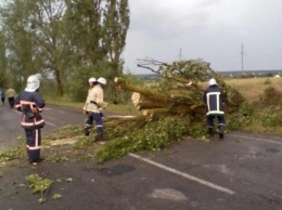 В Ровенской области усложнились погодные условия: ураган заблокировал 11 км дороги