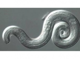 Американские ученые опасаются эпидемии вызывающих паралич мозговых червей