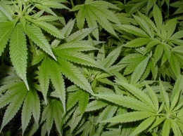 На Днепропетровщине обнаружили плантацию марихуаны
