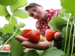 На границе с Беларусью начался сезонный пропуск для сбора ягод