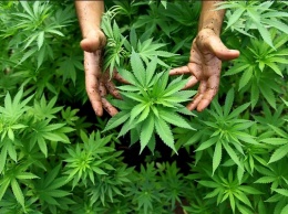 В Неваде легализовали марихуану в развлекательных целях