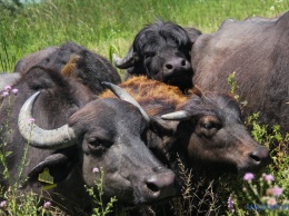 Под Одессой открылся экологический парк с редкими водяными буйволами