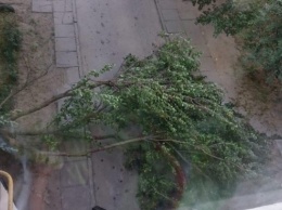 Очередное дерево в Херсоне упало, создав проблемы для людей