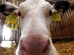 Американские ученые собираются отредактировать геном коров