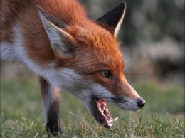 На Херсонщине начнется экстренный лов лисиц