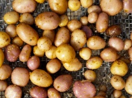 В США нашли «картофельное пюре» возрастом 10 900 лет