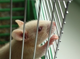 Крысы помогли сибирским ученым сделать новый шаг к регенеративной медицине
