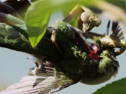 Богомолы по всему миру убивают и едят птиц
