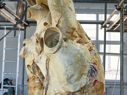 В канадском музее выставили огромное сердце кита