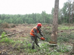 На Сумщине за незаконную вырубку деревьев задержали браконьера
