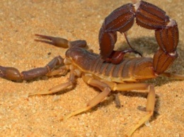 Ученые узнали, для чего древним скорпионам нужен был хвост
