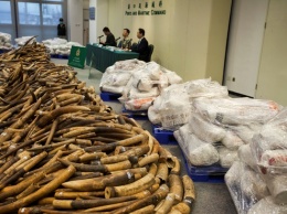 В Гонконге задержали крупнейшую за 30 лет партию слоновой кости