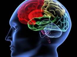 Какие простые доступные продукты реально помогают мозгу быстрей работать и избежать Альцгеймера
