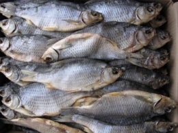 В Мелитополе запретили продавать непромышленную рыбу