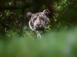 В Индии сфотографировали редкого бледного тигра в его естественной среде