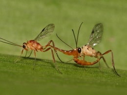 Как паразиты насекомых «воюют» в теле хозяина