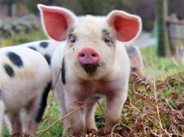 В Австрии обнаружен новый вирус свиней
