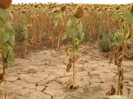 Засуха в Украине: сильнейшая за 10 лет
