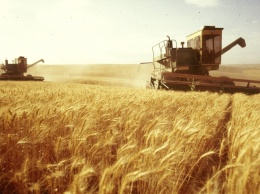 В Скадовском районе проблемы со сбором пшеницы