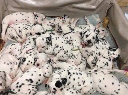 В Австралии собака родила рекордное количество щенков