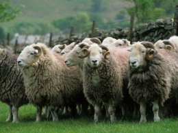 В Казахстане молния убила пастуха и 1,5 тысячи овец