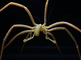 Ученые открыли пауков, прокачивающих кровь при помощи желудка